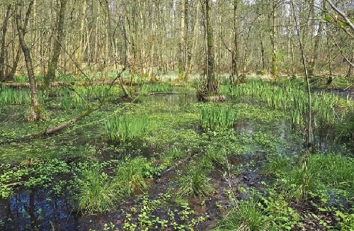 Non-hazardous/Residual Waste in Louisiana Swamp